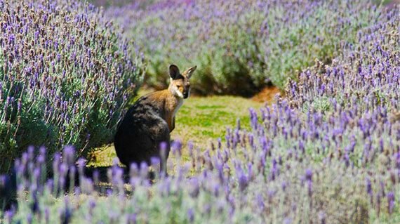 Private Scenic Rim Outback Trip