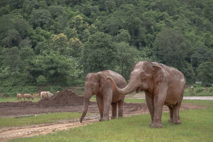 Half Day Morning Visit to Elephant Nature Park Join-in tour