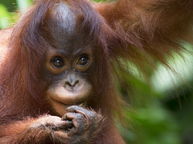 A baby orangutan in Sepilok, Borneo