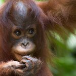 A baby orangutan in Sepilok, Borneo