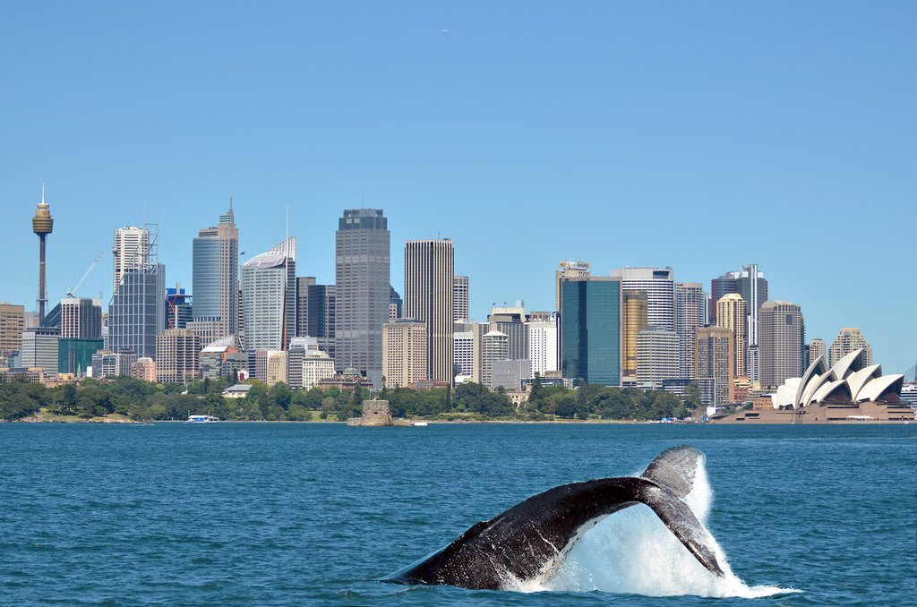 Australia - Sydney - Humpback whale against Sydney backdrop