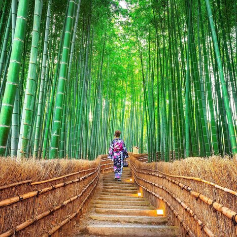 Day Trip to Arashiyama: Rickshaw Ride , Bamboo Grove, Monkey Park and Tea Ceremony in Kimono