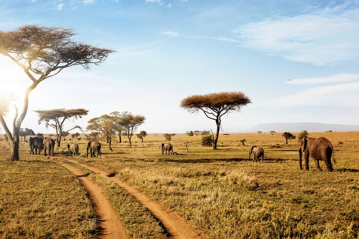 Spot elephants walking in the beautiful Serengeti National Park on a one-week Tanzania safari