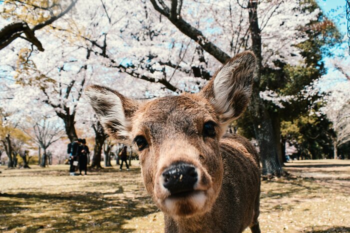 Full Day Nara Tour From Kyoto with English Speaking Guide with Vehicle