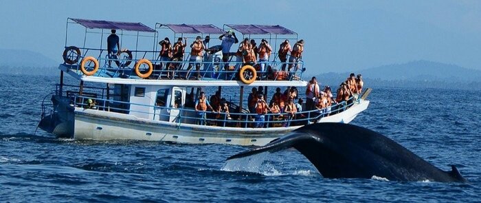 Whale Watching Tour in Mirissa - Shared Boat