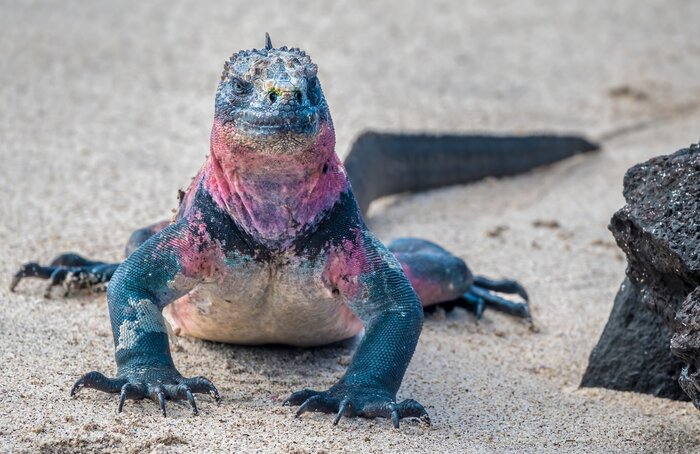 Keep an eye out for the so-called "Christmas iguanas" on Isla Española
