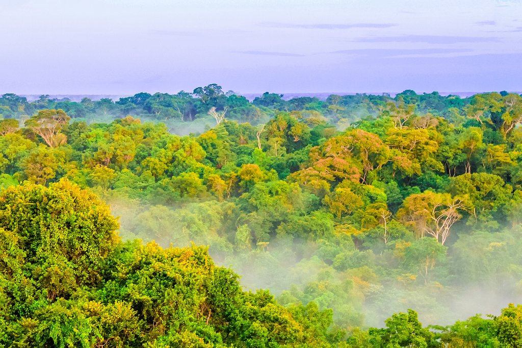 Morning fog over the rainforest