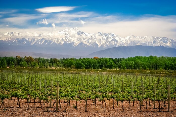 Explore Mendoza's vineyards with the Andes as your backdrop