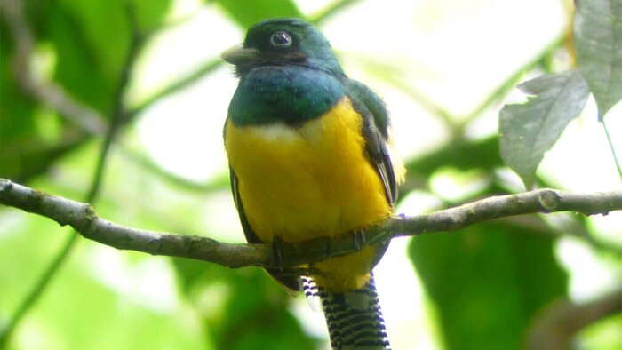 Private Birdwatching in Arenal Observatory