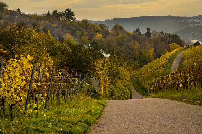 Harvest time in the vineyards around Stuttgart, Germany