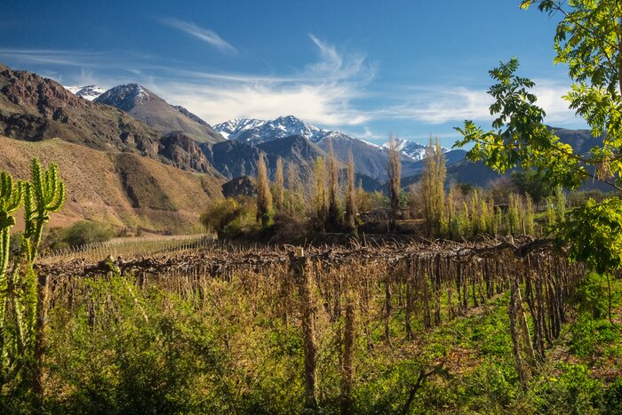 Visit three different pisco distilleries and vineyards in the Elqui Valley