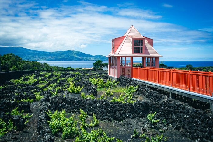 Between the Lava and the Sea - A Half-Day Guided Wine Experience on Pico