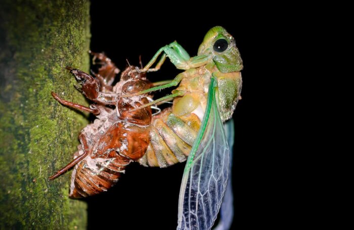 Rain_Maker Night Tour with Traditional Dinner