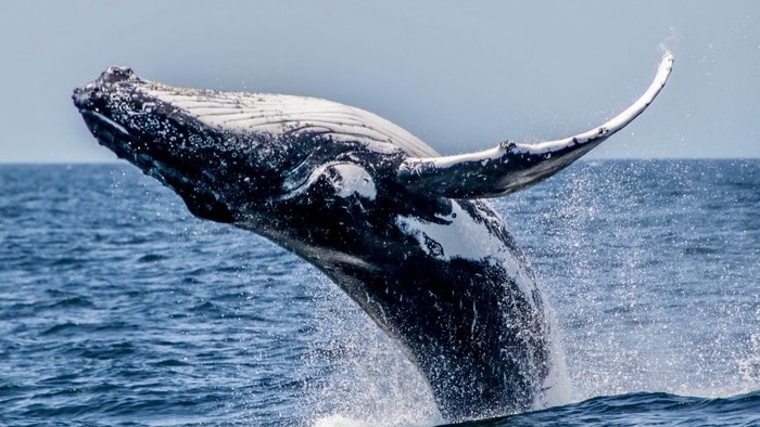 Morning Brekkie with the Whales