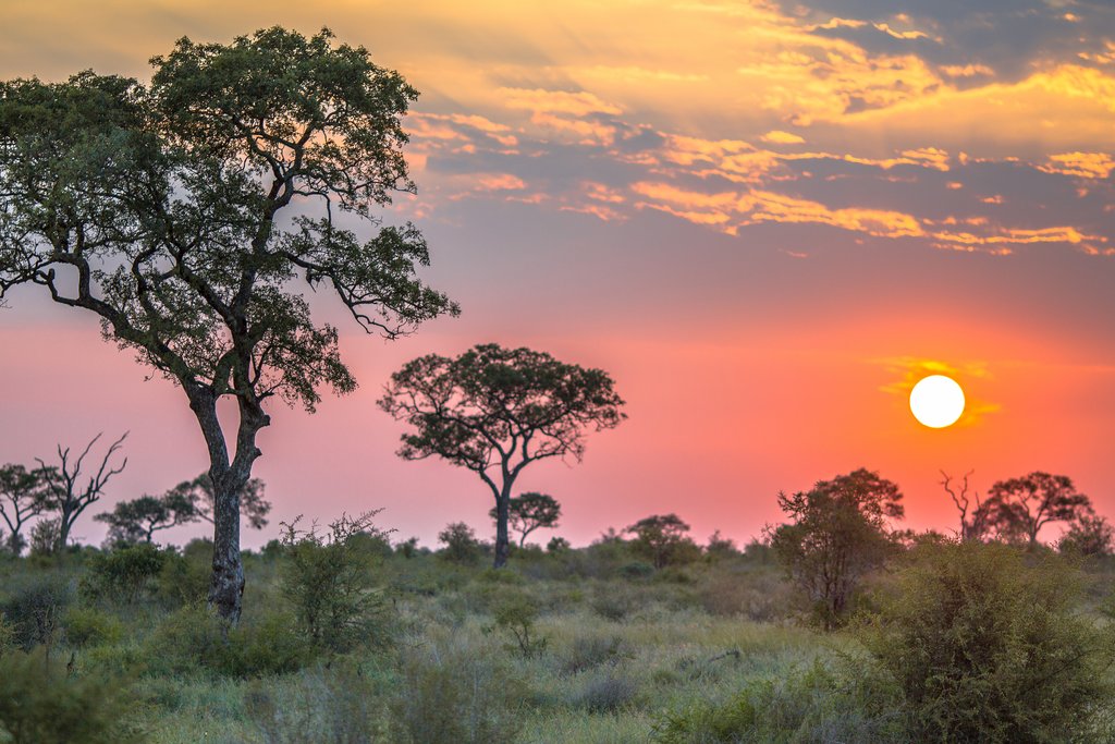 Early-morning Safari Drive