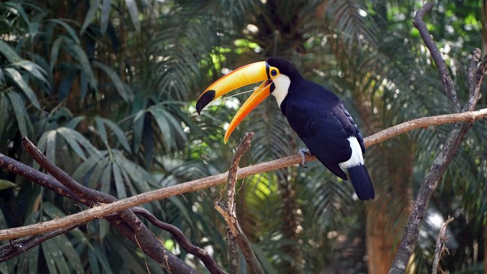 Bird's Park