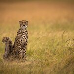 Spot Big Five wildlife and rare specimens in off-the-beaten-track national parks like Samburu