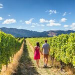 Stroll hand-in-hand through dreamy vineyards during a one-week honeymoon trip in New Zealand