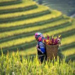 Kick things off with five days in Vietnam's mountainous northwest, where you'll take daily hikes between traditional villages and terraced rice fields