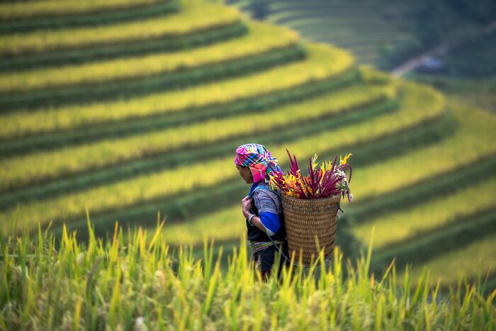 Kick things off with five days in Vietnam's mountainous northwest, where you'll take daily hikes between traditional villages and terraced rice fields