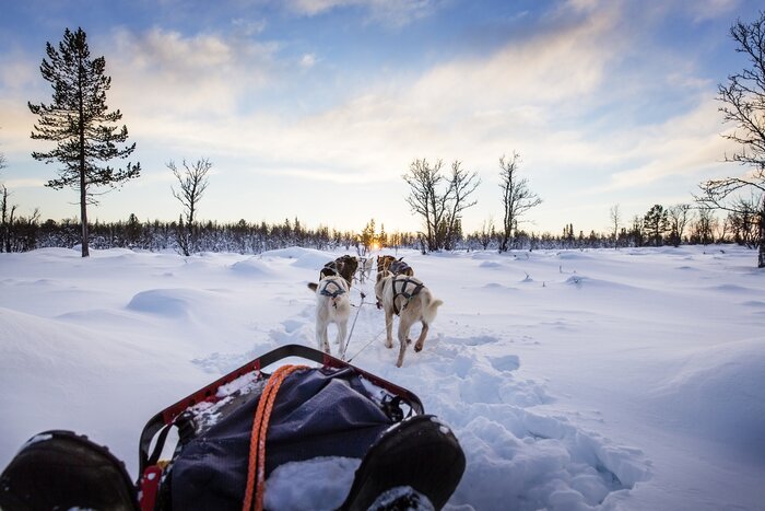 Learn to mush a team of sled dogs on a luxury northern lights seeking adventure in the Arctic