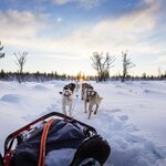 Learn to mush a team of sled dogs on a luxury northern lights seeking adventure in the Arctic
