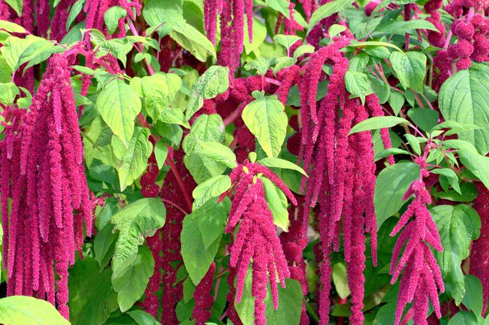 Forest Benefits Trail & Huautli Experience: Knowing Amaranth