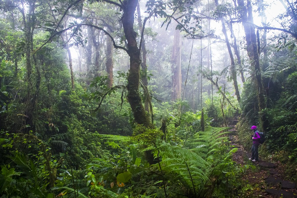 Explore the dense jungle of the Monteverde Cloud Forest