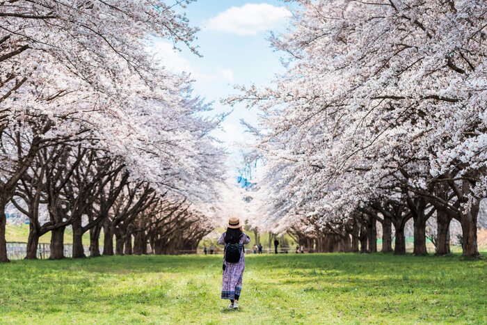 Explore the best cherry blossom spots around Tokyo and the Izu Peninsula on this nine-day tour