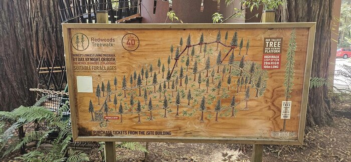 Redwoods treewalk by day including glow-worm cave 