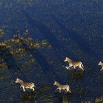Cruise down the Okavango Delta's waterways on a motorboat or canoe in search of wildlife