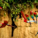 See how many parrots you can count at Parrot Clay Lick on an adventure into the Amazon