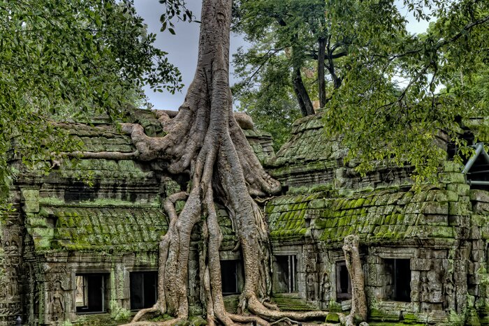 Explore Ta Prohm and the otherwordly trees that are now holding the temple together (photo courtesy of James Wheeler)