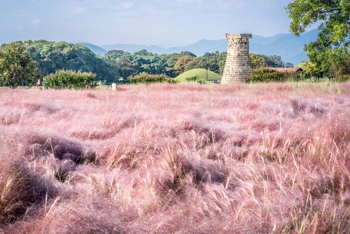 Visit Cheomseongdae, an ancient astrological observatory in Gyeongju, amid the field of pink muhly grass
