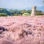 Visit Cheomseongdae, an ancient astrological observatory in Gyeongju, amid the field of pink muhly grass