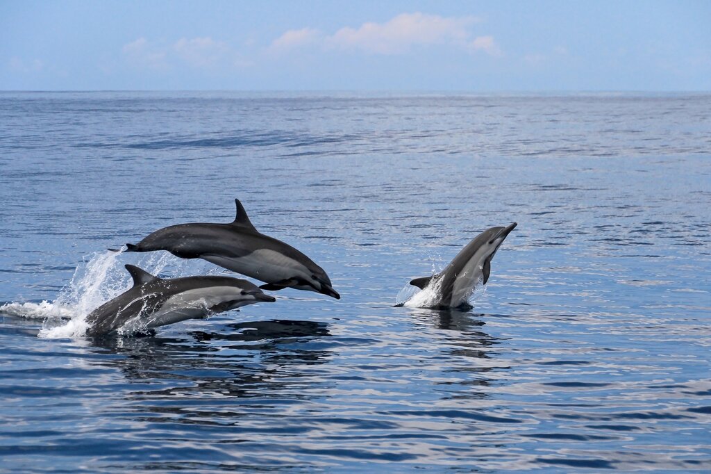 Dolphins jumping in the waters of Costa Rica