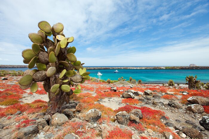 Visit an uninhabited island like Plaza Sur in the Galápagos