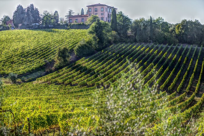 Wine Tasting at Bolgheri Castle on the Etruscan Coast 