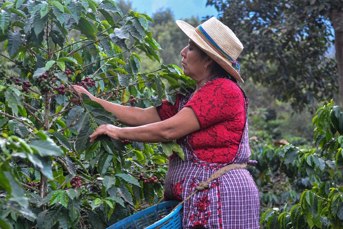 Antigua Coffee Tour by Bus with De La Gente