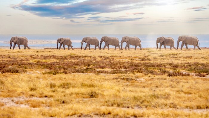 Elephants in Etosha National Park