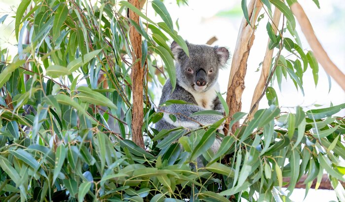 Lone Pine Koala Sanctuary Highlights