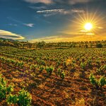Visit stunning vineyards in La Rioja