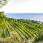 Vineyards in Catalonia
