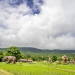 Trek among rice paddies in Chiang Mai