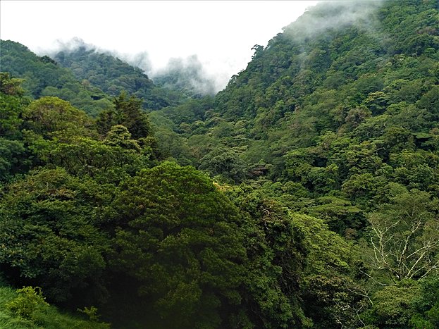 Cloud Forest Hike in Juan Castro Blanco National Park