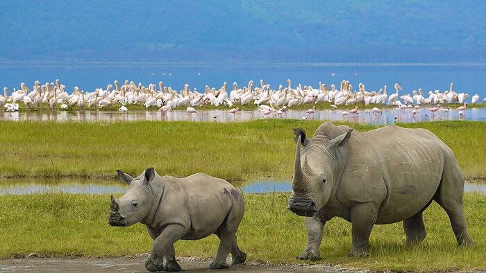 Full Day Game Drive at Lake Nakuru National Park