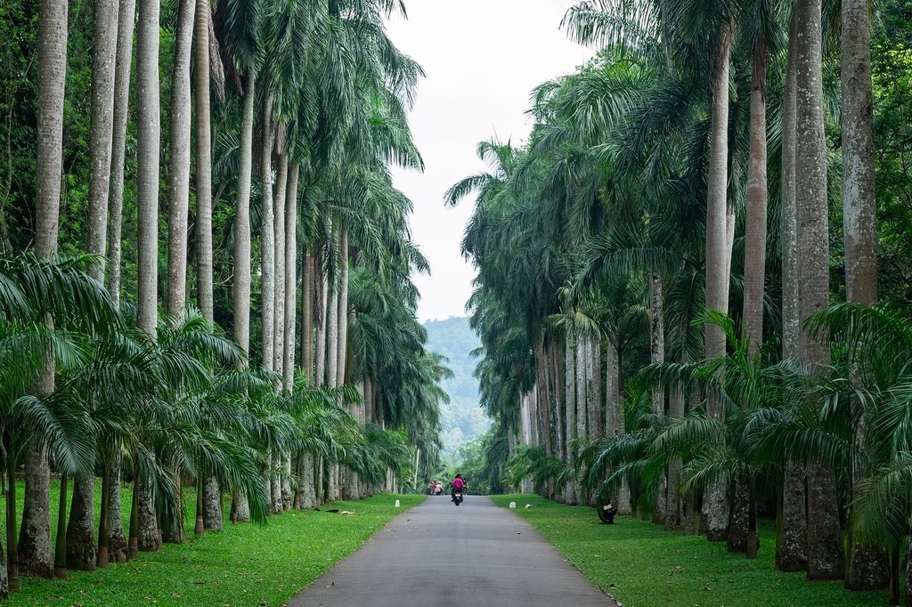 An avenue of royal palms at the Royal Botanical Gardens, Peradeniya.