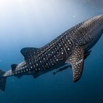Swim with whale sharks off Maratua Island, Borneo