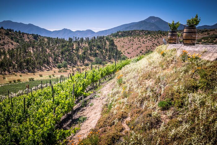 Wine lovers will want to visit Chile's Casablanca Valley, in the Valparaíso region