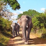 Take a safari into Yala National Park to meet its thriving population of Asian elephants